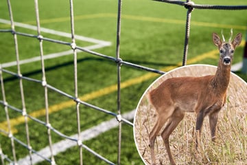 Polizei befreit Rehbock aus Netz von Fußballtor