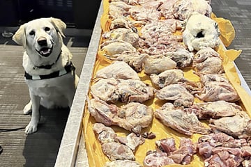 Doggy detective sniffs out nearly 50 pounds of raw meat hidden in suitcase!