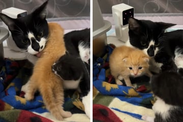 Katzenmama bekommt fremdes Baby: Zuschauer können nicht glauben, wie sie darauf reagiert