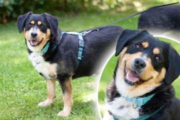 Mini-Berner-Sennenhund wünscht sich Freund fürs Leben: Findet Cellon sein Glück?