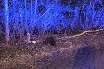 Kurioser Übeltäter: Baum kracht plötzlich vor Autofahrer auf die Straße