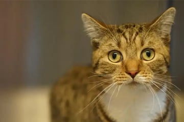 Er ist blind und hat epileptische Anfälle: Wer gibt Kater Cookie eine Chance?