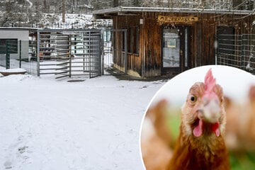 Chemnitz: Tierpark Chemnitz muss geschlossen bleiben: Verdacht auf Vogelgrippe!