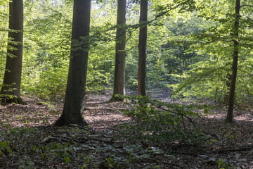 Menschliches Skelett in mitteldeutschem Wald gefunden