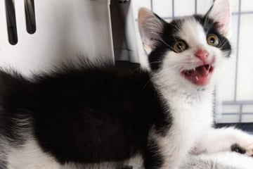 Schwanz abgerissen: Verletztes Katerchen "Joschi" bereitet große Sorgen