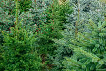 Frisch gefällt statt gekauft: Hier gibt es in Thüringen Weihnachtsbäume zum Selberschlagen
