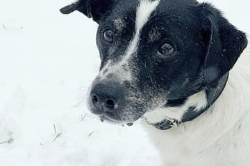 Nach Tod seines Herrchens: Jack Russell Terrier Tyson sucht sein letztes Glück