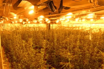 800 Pflanzen! Illegale Indoor-Plantage in Supermarkt entdeckt