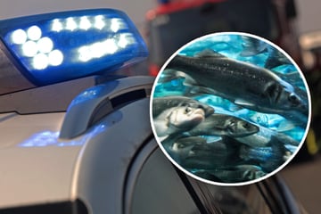 Unfall A3: Autobahn komplett gesperrt! Feuerwehr baut Pool und packt lebende Fische hinein
