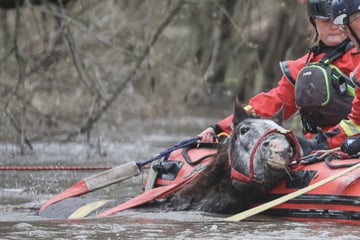 Dramatischer Einsatz im Hochwasser: Unterkühltes Pferd kämpft ums Überleben