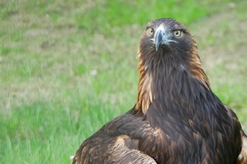 Trauer im Zoo in Hoyerswerda: Steinadler-Dame Tschari muss eingeschläfert werden