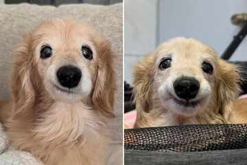 14-year-old dog enchants the internet with her adorably derpy smile: "the most wholesome"