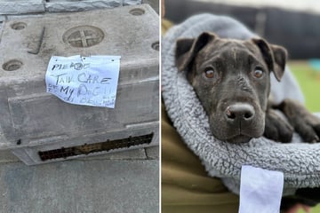 Retterin sieht Zettel bei ausgesetztem Welpen: Was darauf steht, geht ihr ans Herz