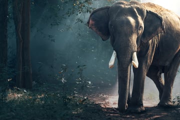 20 Tote in neun Tagen: Killer-Elefant versetzt Dörfer in Angst und Schrecken