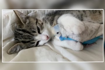 Katze sorgt mit ungewöhnlicher Schlaf-Routine für Wirbel im Netz