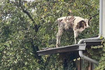 Was macht das Tier denn da oben? Kalb sorgt für kuriosen Feuerwehreinsatz