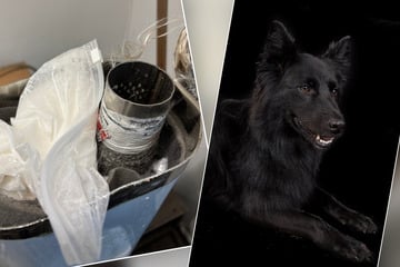 Spürhund Vroni stoppt verdächtiges Paket nach Kanada: Das war drin