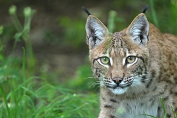 Luchs-Dame "Rikki" soll im Harz für Nachwuchs sorgen