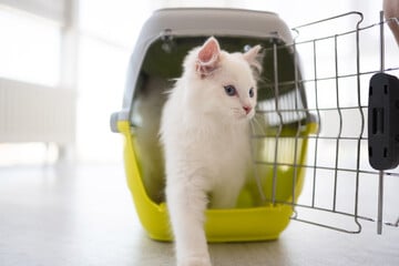 Wie sollte man eine Katze eingewöhnen? Diese Schritte sind entscheidend