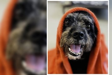 Schnauzer-Mix sucht spezielle Menschen: Darum ist "Kauz" Aron etwas ganz Besonderes