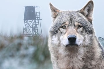 Wölfe: Debatte um Wolfsabschuss im Schwarzwald: Das ist das Urteil des Gerichts!