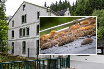 Feuchte Sorgen im Erzgebirge: Tierheim hat Dachschaden