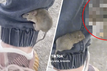 Verzweifeltes Mäuschen klettert Bein hoch, doch ihr Tod rückt immer näher