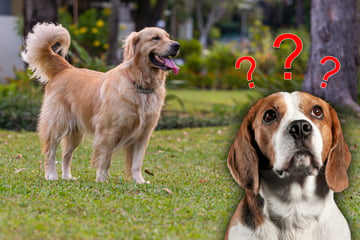 Das große Grübeln? Was denken Hunde wirklich?