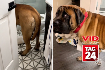 Viral Video of the Day for May 10, 2024: Giant dog needs help getting out of bathroom