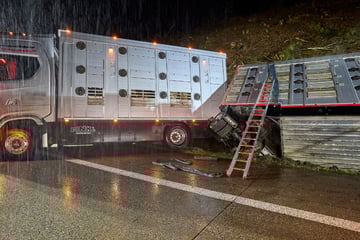 Unfall A3: Lange Staus auf A3: Transporter mit rund 40 Rindern hängt in Böschung
