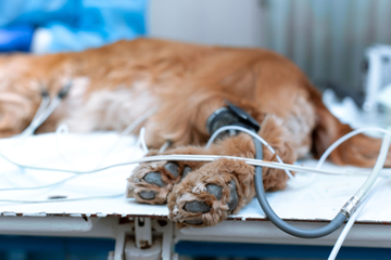 Hund mit Schrotflinte angeschossen: Tier eingeschläfert, Polizei sucht Zeugen