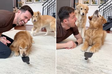 Herrchen versucht, Golden Retriever Trick beizubringen: Kurz darauf traut er seinen Augen nicht