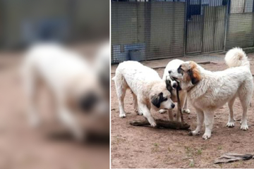 Kurz nach ihrer Geburt vom Amt beschlagnahmt: Junge Pyrenäen-Berghunde suchen ein Zuhause