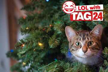 Joke of the Night for December 20, 2025: A Christmas cat funny