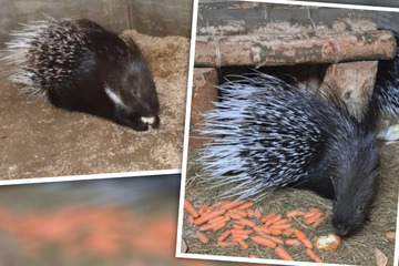 Stachelschweine aus Tierpark entführt: Brain ist wieder da!