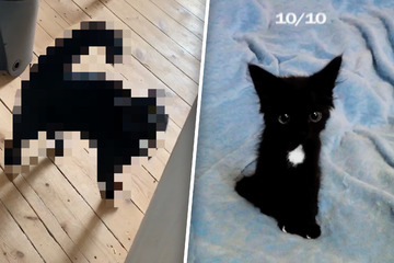 Babyfoto von Katze verzaubert das Internet: So sieht sie heute aus