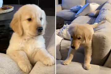 All hail Beau the Golden Retriever puppy, conquerer (and destroyer) of the sofa!
