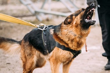Attacke am Herrentag: Hund beißt Mann in die Hand