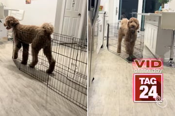 viral videos: Viral Video of the Day for July 11, 2025: Dog drags his own cage around house like a boss!