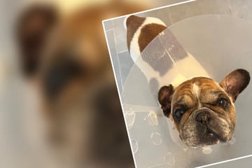 Arme Bulldogge leidet an qualvoller Zucht, Tierheim findet deutliche Worte