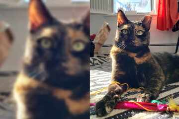 Bella the cuddly tortoiseshell cat needs a forever home!