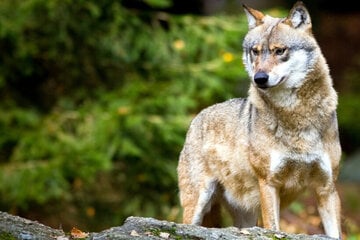Wölfe: Illegale Tötungen? Wo sind Bayerns Wölfe?