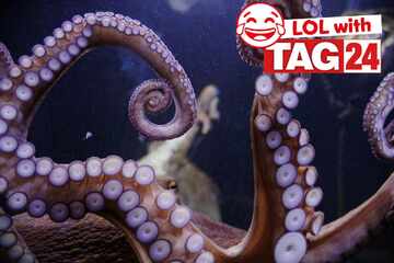 Joke of the Day for May 12, 2025: The best animal jokes to make you laugh