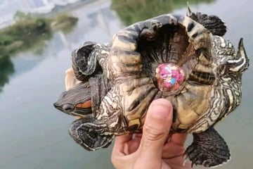 Animal rescuers issue serious warning over "cruel" painting of turtle shells