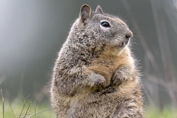 Eichhörnchen machen Jagd auf Mäuse: Sind die Nager doch Fleischfresser?