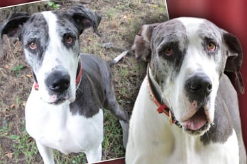 Sie will endlich zur Ruhe kommen: Verschmuste Dogge sucht standfeste Besitzer