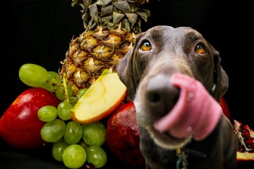 What fruits can dogs eat?