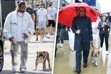 Roscoe starb in seinen Armen: Lewis Hamilton in tiefer Trauer