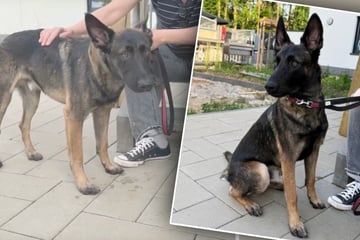 Hund ist erst elf Monate alt: "Seine Besitzer bekommen ihn nicht zurück"