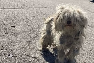 Frau findet hilflosen Hund: Als sie sieht, was er frisst, ist sie entsetzt